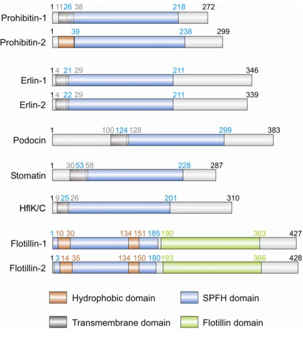 Figure 1. Domain structure of SPFH-domain containing proteins. 