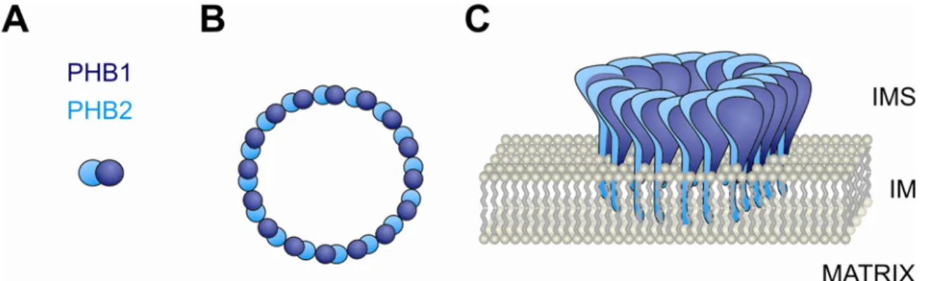 Figure 3. Complex assembly of prohibitin subunits in mitochondria. 