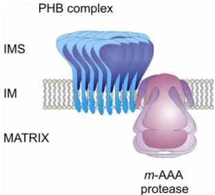 Figure 4. Supercomplex of prohibitins with the ATP-dependent m-AAA protease. 