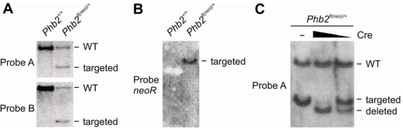 Figure 7. Homologous recombination of the targeting construct in murine ES cells. 