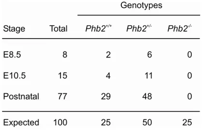 Table 6. Genomic deletion of Phb2 in mice causes embryonic lethality. 