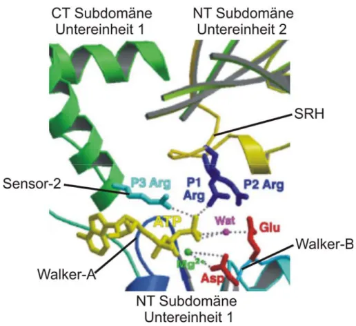 Abbildung 1.2: ATP-Bindungstasche von AAA + -Proteinen. Ausschnitt aus einer modellierten  hexameren Struktur des AAA + -Proteins FtsH (Ogura et al., 2004, modifiziert)