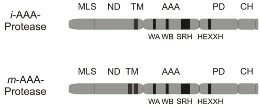Abbildung 1.4: Domänenstruktur der Untereinheiten mitochondrialer AAA-Proteasen. Oben, i- i-AAA-Protease;  unten,  m-AAA-Protease;  MLS, mitochondriale Lokalisierungssequenz; ND,  amino-terminale Domäne; TM, Transmembrandomäne(n); AAA, AAA-Domäne; PD, prot