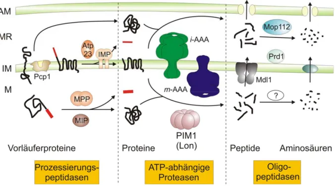 Abbildung 1.5:  Proteolytisches System in Mitochondrien von S. cerevisiae.  Mitochondriale  Proteasen können funktionell in Prozessierungspeptidasen, ATP-abhängige Proteasen und  Oligopeptidasen eingeteilt werden