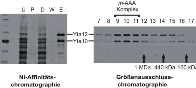 Abbildung 3.2: Reinigung der m-AAA-Protease.  Eine ATPase-defiziente m-AAA-Proteasevariante  (Yta10 E388Q /Yta12 E448Q-6His ), die Mutationen in den Walker-B-Motiven aufweist, wurde in  ∆yta10∆yta12-Zellen überexprimiert