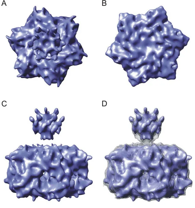 Abbildung 3.4: Dreidimensionale Rekonstruktion des m-AAA-Proteasekomplexes.  (A) Aufsicht  auf die ATPase-Domänen