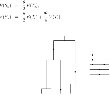 Figure 2.3 Mutations of sizes one, two, and three in a coalescent tree for n = 5.