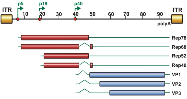 Abb. 1-1: Genomstruktur des Adeno-Assoziierten-Virus 2 (AAV2). 