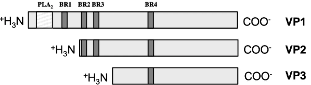 Abb.  1-2:  Schematische  Darstellung  der  Lokalisierung  des  Phospholipase  A 2   (PLA 2 )-Motivs  und  der  basischen Regionen (BR) in den Kapsidproteinen von AAV (abgewandelt aus Sonntag et al., 2006)