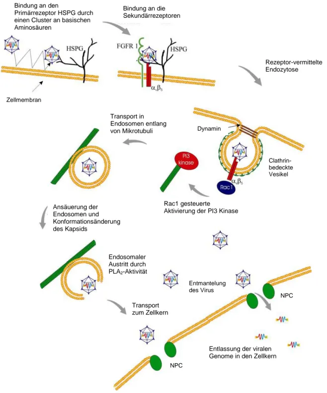 Abb. 1-3: Infektionsweg von AAV2 in HeLa-Zellen.  
