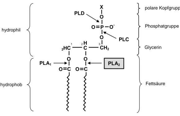 Abb.  1-4:  Struktur  von  Glycerophospholipiden  und  die  Positionen  hydrolytischer  Spaltung  durch  Phospholipasen (PL)