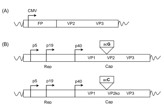 Abb.  3-3:  Schematische  Darstellung  von  Plasmiden,  die  für  Kapsidproteine  des  AAV2  bzw