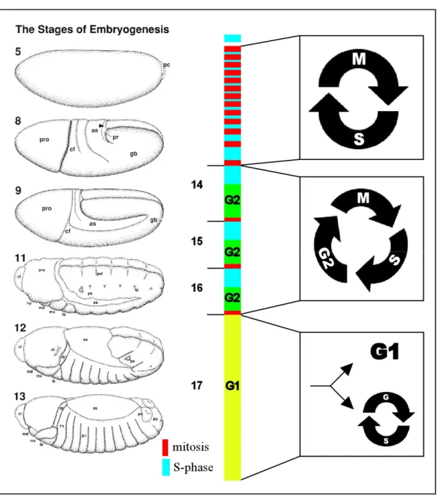 Figure 2 Cell cycle regulation during Drosophila embryogenesis. The first thirteen cell cycles are very  rapid and only consist of S- and M-phases