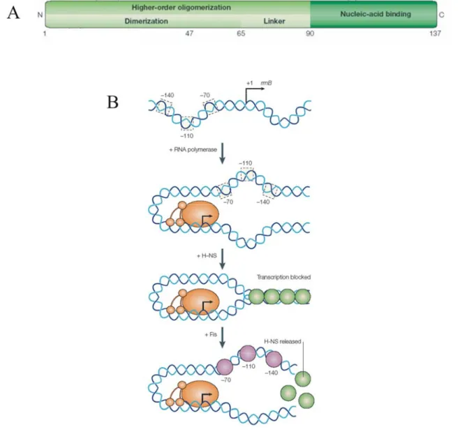 Figure 1.  Domain architecture of H-NS and repression of rrnB P1 promoter by H-NS: A) The domain  structure of H-NS is shown schematically