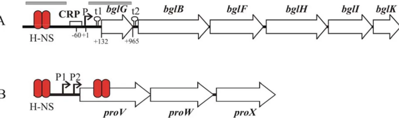 Figure 2. The E. coli bgl and proU operons. A) Schematic showing bgl operon with the promoter (P), the CRP  binding site (CRP), the Rho independent terminators (t1 and t2) and the structural genes (bglG,B,F,H,I and K  respectively)