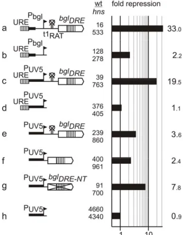 Figure 5. Cooperativity in repression by H-NS in the bgl operon. Chromosomal integrants having the bgl URE