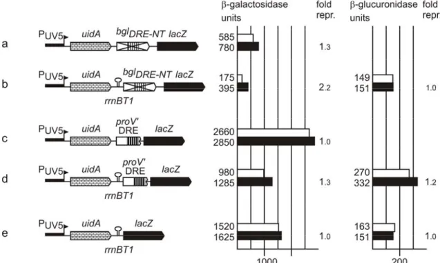 Figure 10. H-NS repression via the downstream regulatory region affects transcription elongation