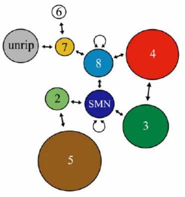 Fig.  5  Schematic  representation  of  all  interactions  within  the  SMN-complex.  SMN,  Gemin  7  and  Gemin 8 provide a binding platform for the other components of the complex