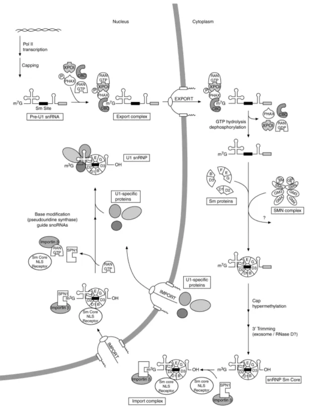 Fig. 6 The U snRNP biogenesis pathway. A cartoon model of the U1 snRNP maturation is shown