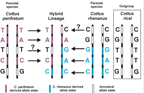 Figure 1.3 Mapping of the hybrid genome with ancestry-informative markers. Purple letters and  bars indicate SNP alleles, which are derived for C