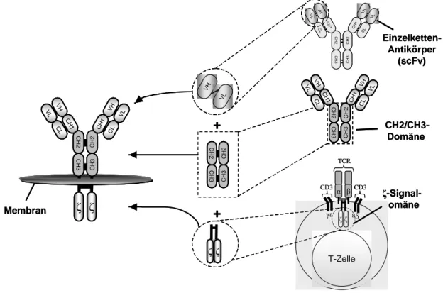 Abbildung  1:  Konstruktion  eines  rekombinanten  Immunrezeptors.  Die  Antigen-bindende  Domäne  des  Rezeptors  wird  von  der  Einzelketten-Bindedomäne  (scFv)  eines  monoklonalen  Antikörpers  mit  der  Spezifität für ein Tumor-assoziiertes-Antigen (