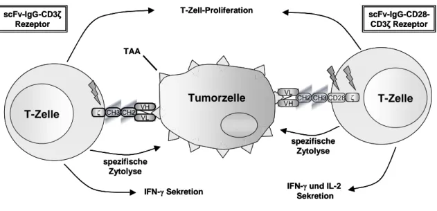 Abbildung  2:  T-Lymphozyten  mit  rekombinanten  Immunrezeptoren  werden  MHC-unabhängig  durch TAA-positive Tumorzellen zellulär aktiviert