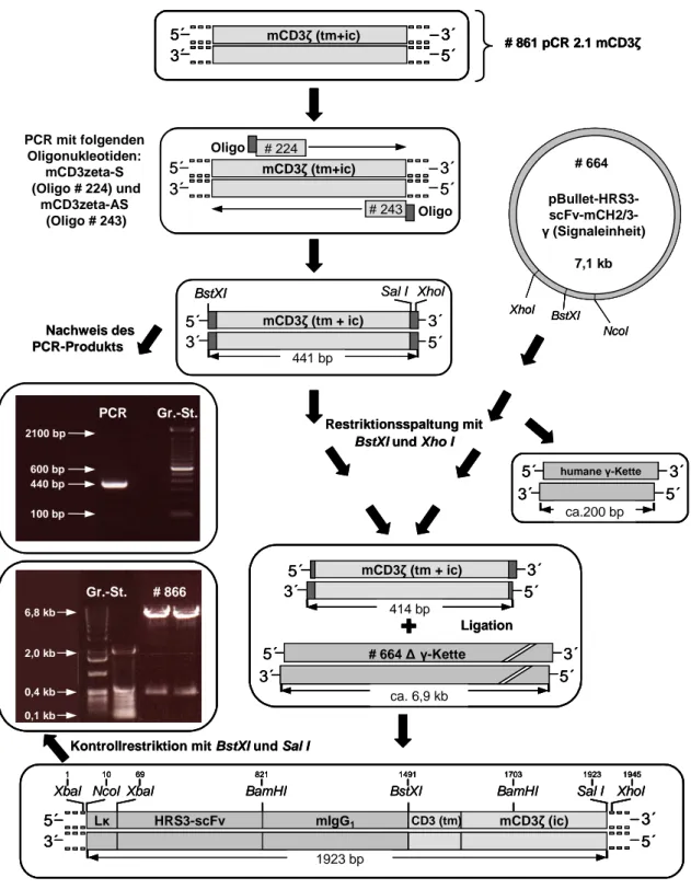 Abbildung  6:  Klonierung  des  rekombinanten  anti-CD30  Immunrezeptors  #866.  Das  Plasmid  #861  kodiert für die murine CD3ζ Signalkette