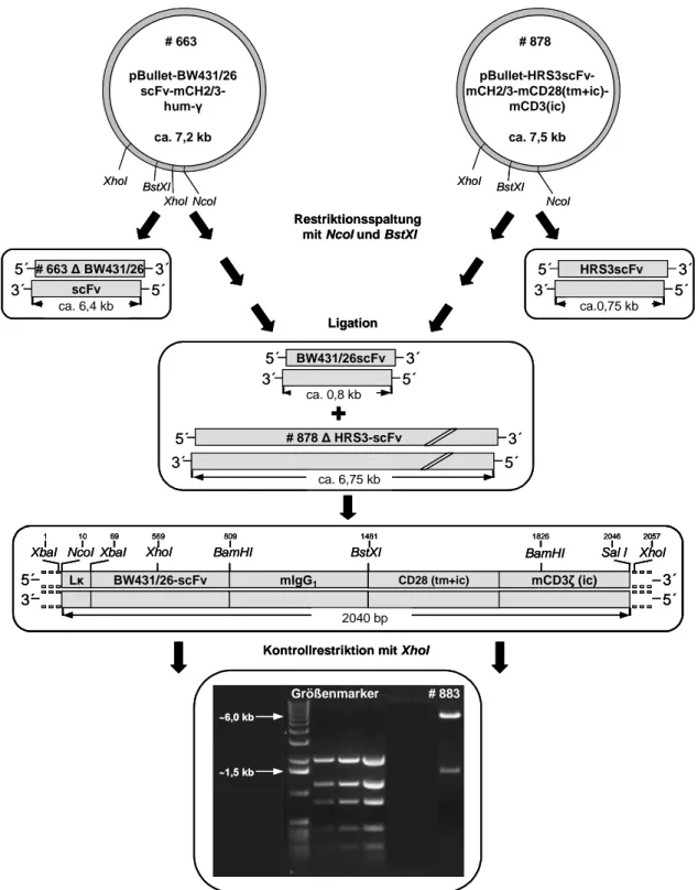 Abbildung 11: Klonierung des rekombinanten anti-CEA Immunrezeptors #883 mit muriner CD28- CD28-CD3ζ Signalkette