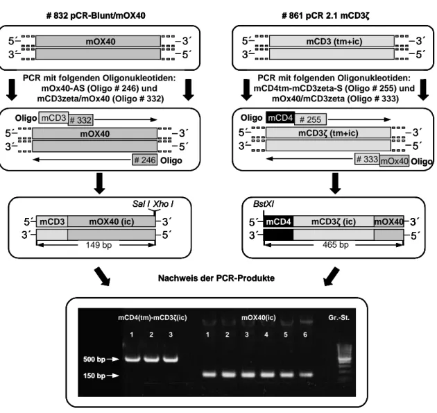 Abbildung 17: Klonierung des rekombinanten anti-CD30 Immunrezeptors #897 mit muriner CD4  Transmembrandomäne  und  muriner  CD3ζ-OX40  Signalkette