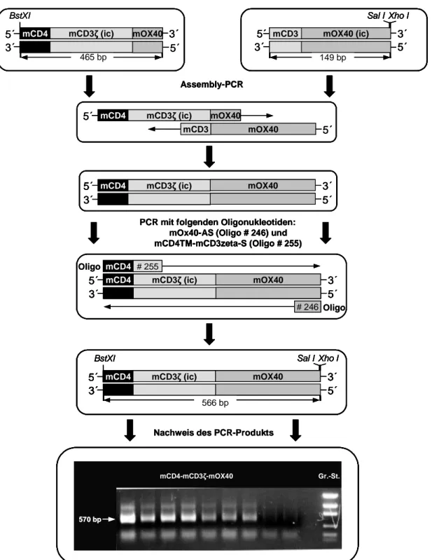 Abbildung  18:  Erzeugung  der  DNA  Sequenz  für  die  murine  CD4-CD3ζ-OX40  Signalkette  mittels  Assembly-PCR