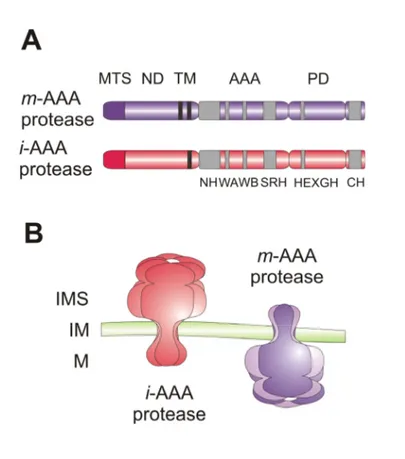 Figure 2. Mitochondrial AAA proteases. 