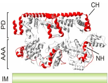 Figure 3. Substrate engagement by the yeast i-AAA protease. 