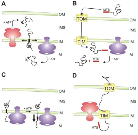 Figure 4. Versatile functions of AAA proteases within mitochondria. 