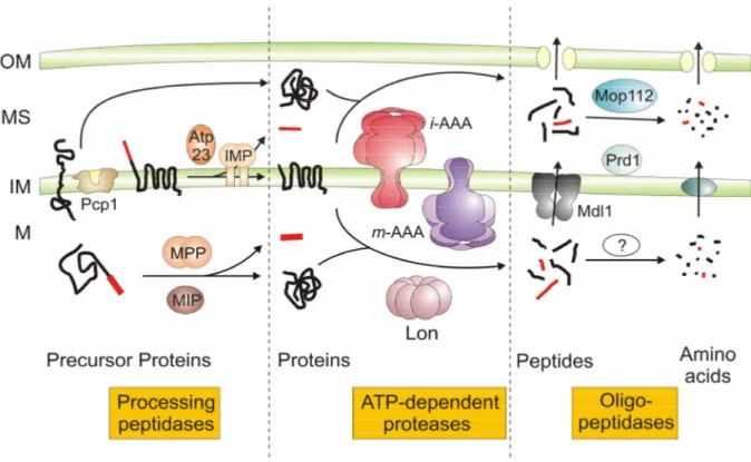 Figure 1. Proteolytic pathways within mitochondria of Saccharomyces. cerevisiae. 