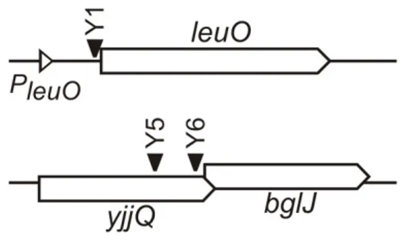 Abbildung aus (Madhusudan et al., 2005).
