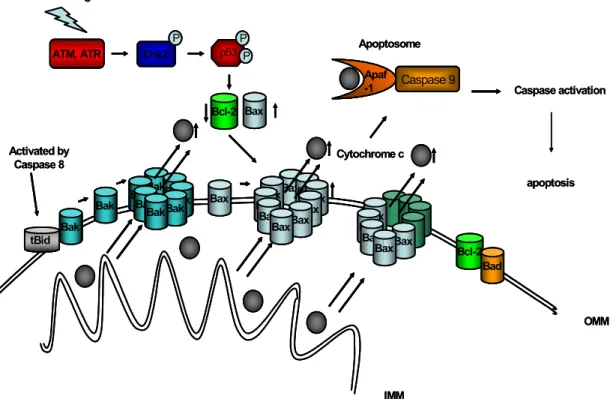 Figure 1.5: Apoptosis signalling in response to p53 activation 