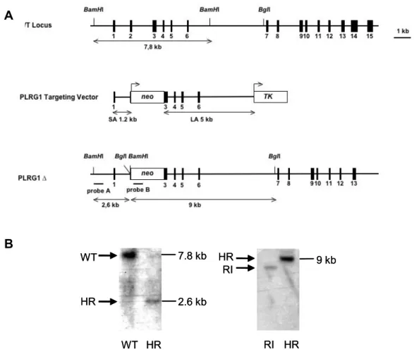 Figure 3.2: Conventional inactivation of the PLRG-1 gene 