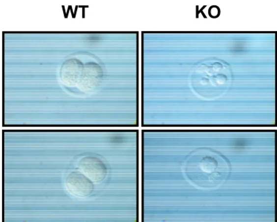 Figure 3.5: Representative morphology of wild type and PLRG-1-deficient embryos  at ED1.5 