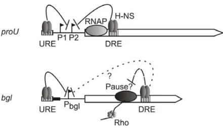 Figure 5. Does H-NS induce pausing of the RNA polymerase within the bgl transcription unit or  repress transcription initiation? H-NS bound to the proU-DRE  inhibits transcription initiation (Jordi  and Higgins, 2000)