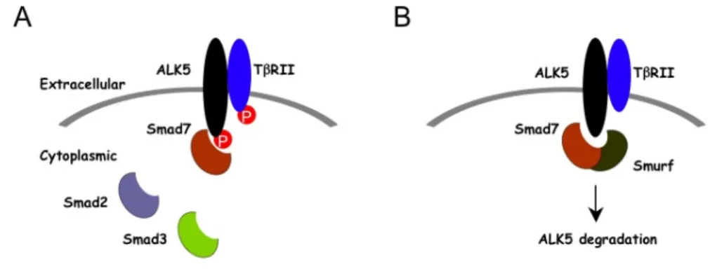 Fig. 2 Smad7-dependent inhibition 