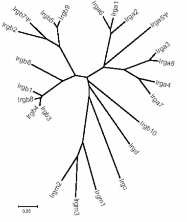 Figure 2. Phylogenetic relationship of mouse Irg GTPases. Unrooted tree (p-distance based on  neighbour-joining method) of nucleotide sequences of the G-domains of the 23 mouse Irg  GTPases, including the two presumed pseudo-genes Irga5  and  Irgb7