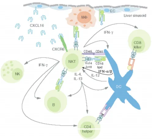Figure 4. Cellular and molecular network activated by the NKT ligand αGalCer. DCs and  perhaps also Kupffer cells (macrophages) lining the liver sinusoids (where NKT cells accumulate)  are at the center of a cellular network of cross-activation, starting w