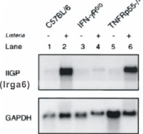 Figure 5. Inducibility of IIGP1 (Irga6) in different mouse strains upon infection with L