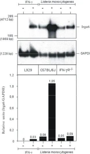 Figure 6. Irga6 has strong constitutive expression in mouse liver on RNA level. Northern blot  analysis of Irga6 expression in mouse liver was carried out