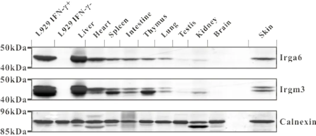 Figure 10. Irga6 is constitutively expressed in many mouse tissues in western blot. Western  blot analysis of Irga6 expression in several mouse tissues was made