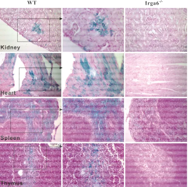 Figure 11. Irga6 is constitutively expressed in many mouse tissues. Immunohistochemical  analysis of Irga6 expression in several mouse tissues was made