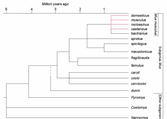 Figure  1.2:  Evolutionary  tree  of  the  genus  Mus.  The  last  node  refers  to  the  polytypic  species   Mus musculus (Figure from Guénet and Bonhomme 2003)