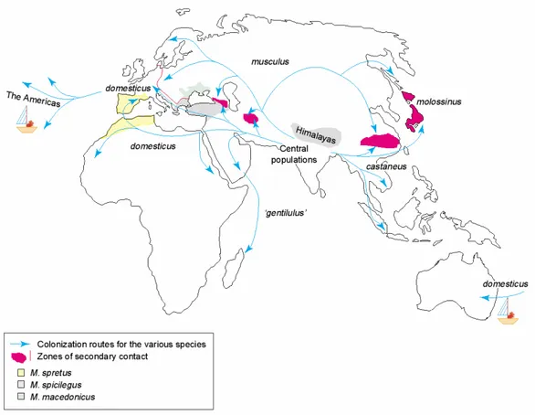 Figure  1.3:  Geographical  distribution  of  the  different  species  of  the  genus  Mus  and  routes  of  colonization