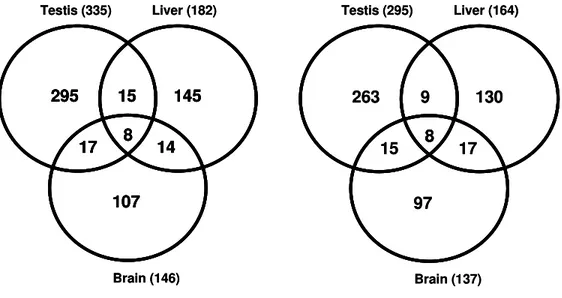 Figure 2.3: Overlap of transcripts differentially expressed between parental subspecies (p&lt;0.01,  fold-change &gt;2.5) among the different tissues.