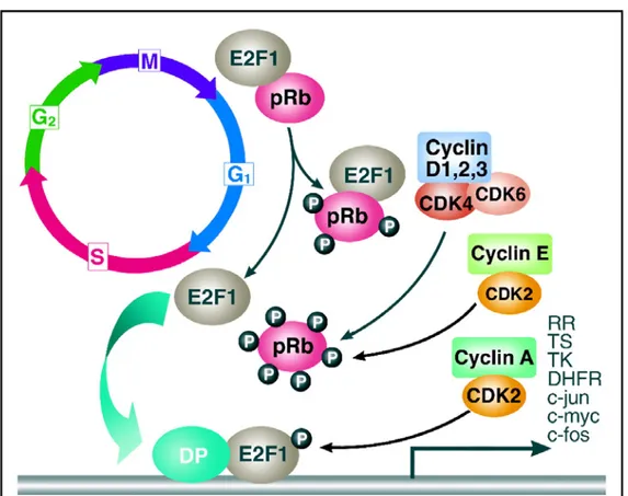 Figure 2: Schematic of G 1 -S phase regulation of the  eukaryotic cell cycle.  